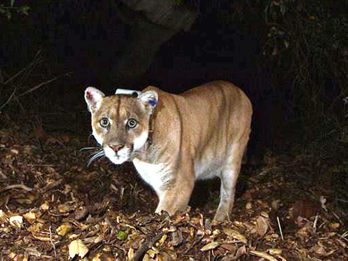 P-22 in the Griffith Park area near Los Angeles city centre in 2014