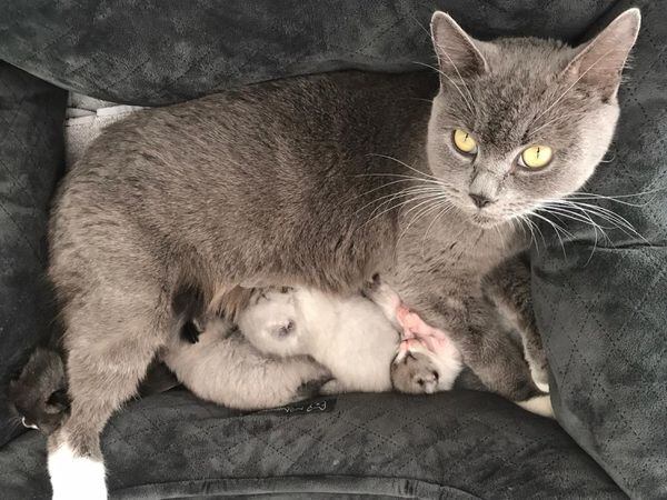 Bella with kittens in foster care