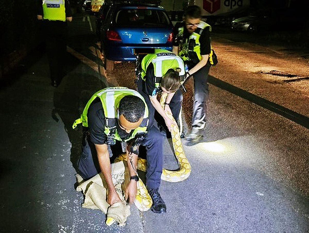 Police rescued the 12-foot yellow python from a street in West Bromwich. Photo: West Midlands Police.