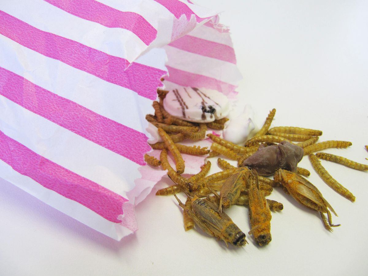 Edible insect sweets
