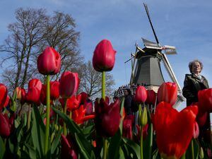Visitors pass tulips at the world-renowned Dutch flower garden Keukenhof, in Lisse, Netherlands (Peter Dejong/AP)