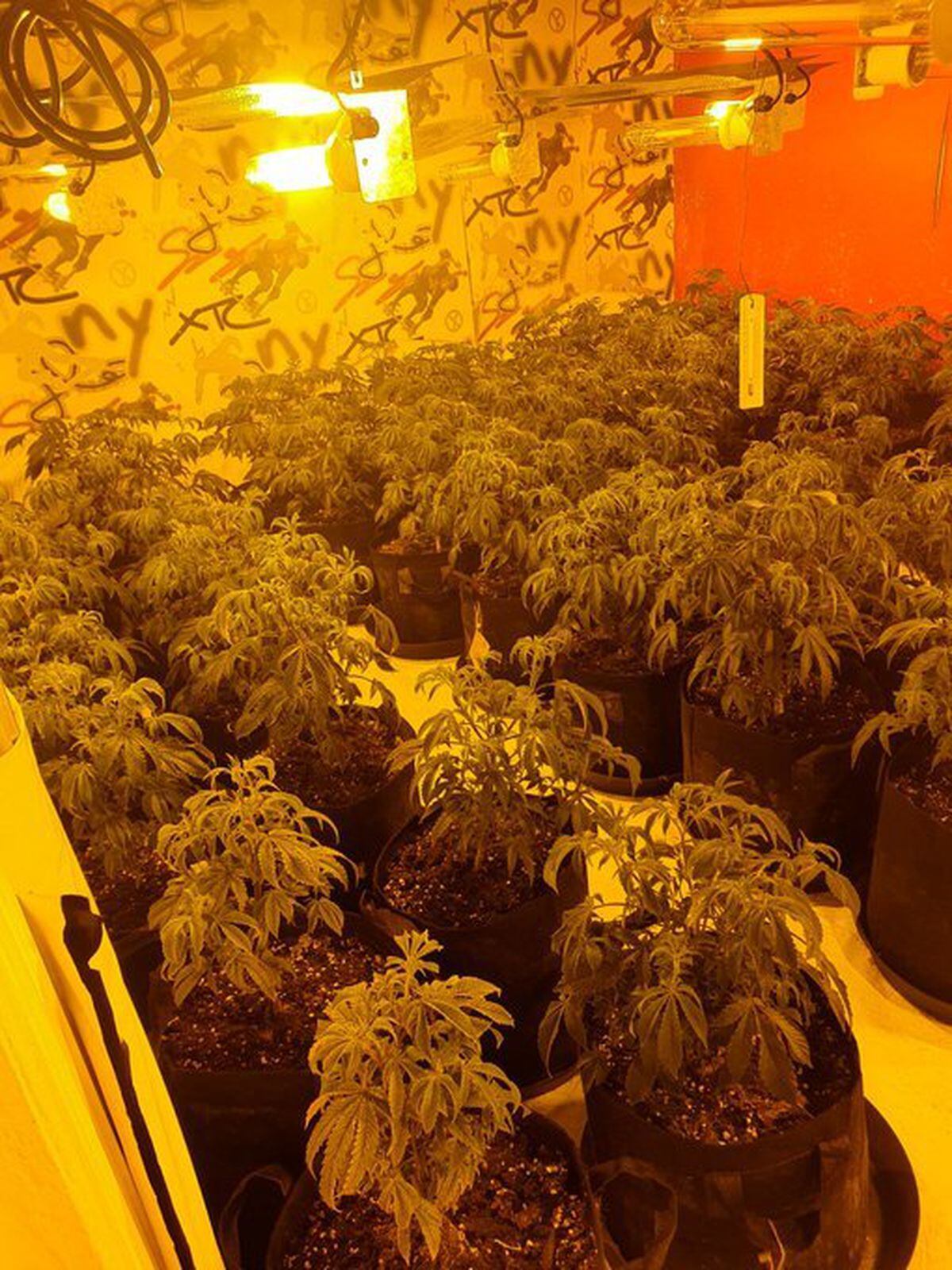 Cannabis farm found in Brierley Hill | Express & Star
