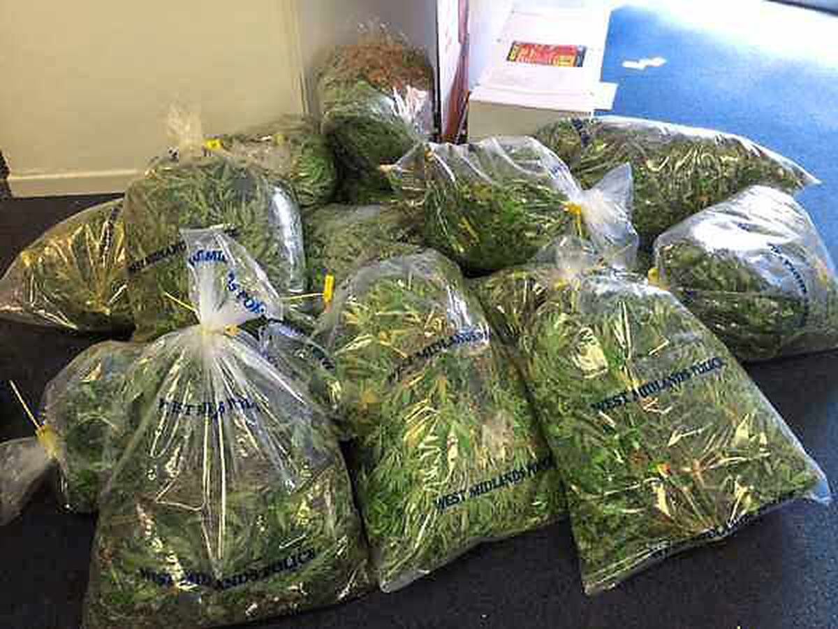 Police seized 255 cannabis plants in Bradmore