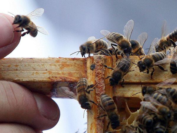 Bees - where's the coriander? Photo: Lewis Whyld/PA Wire