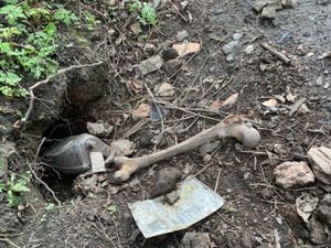 Bones and bits of casket dug up by the badgers