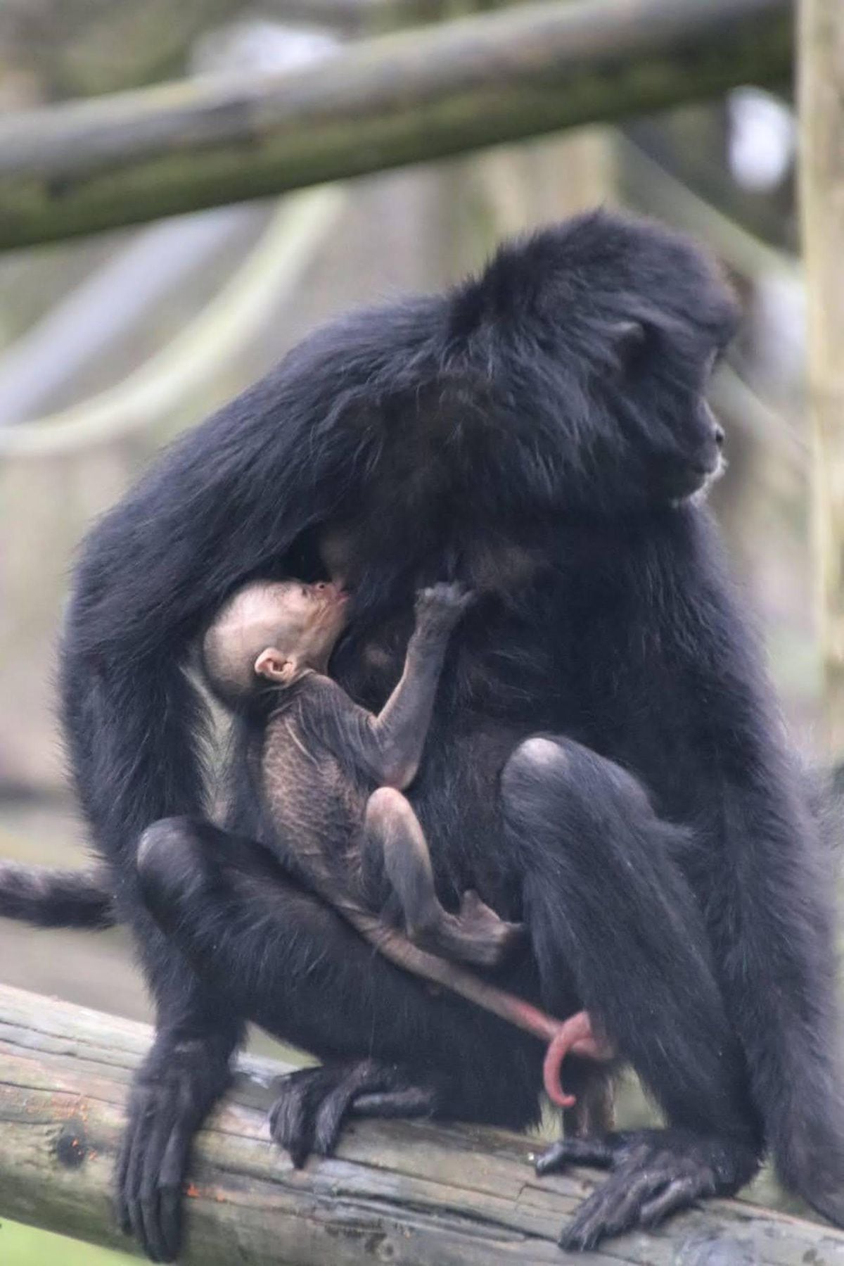The critically endangered Columbian black spider monkey baby was born at Dudley Zoo and Castle  