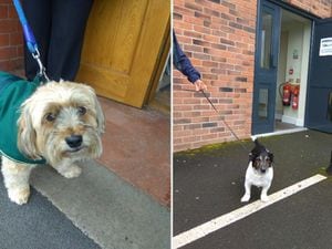 Dogs at polling stations: Pooches star in paw-fect General Election Twitter trend