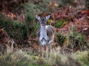 Deer roam on Cannock Chase near Brocton.