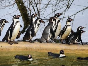 Avian malaria has killed a large number of Dudley Zoo's penguins