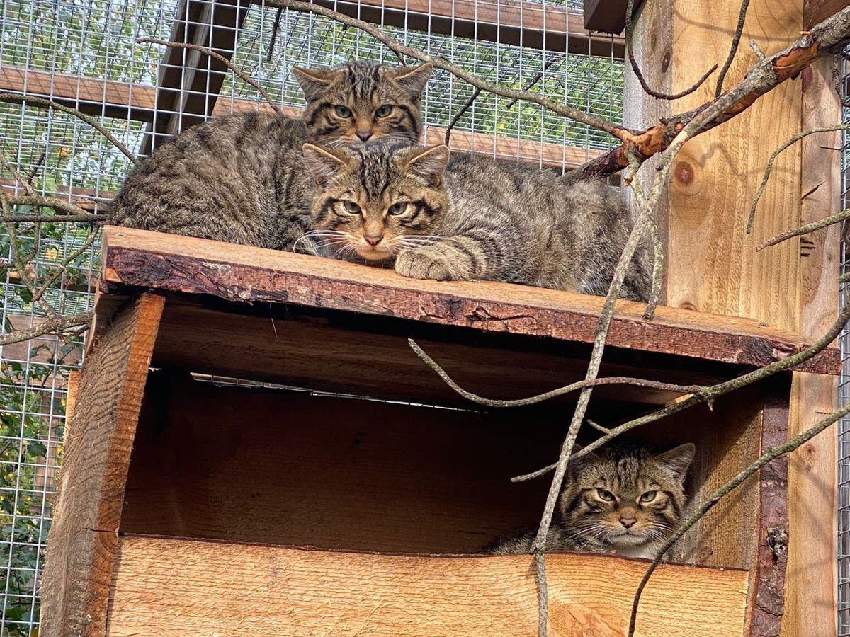 Wildcat kittens