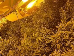 Some of the £84 million worth of cannabis seized last year by West Midlands Police