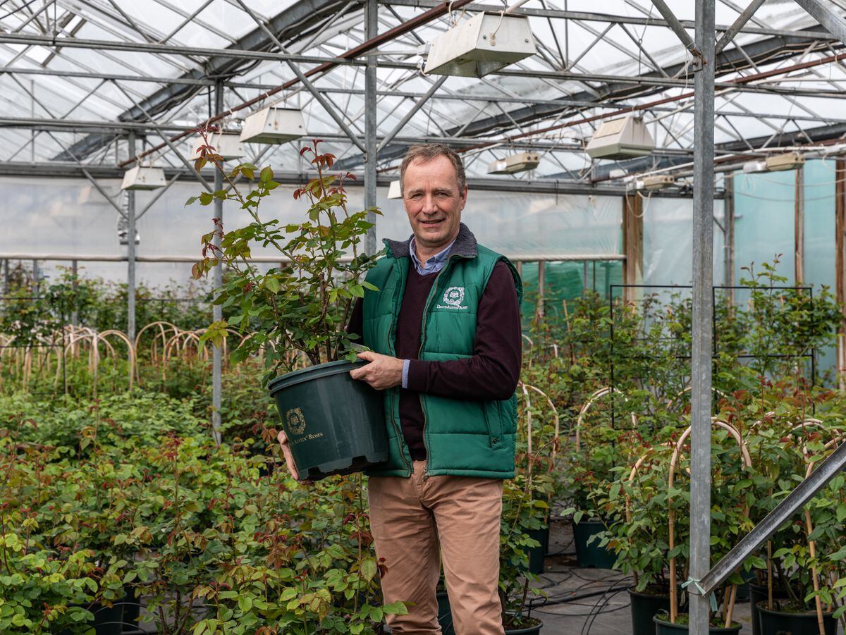 David Austin Roses takes difficult step to retire popular flower varieties due to climate change - Express & Star