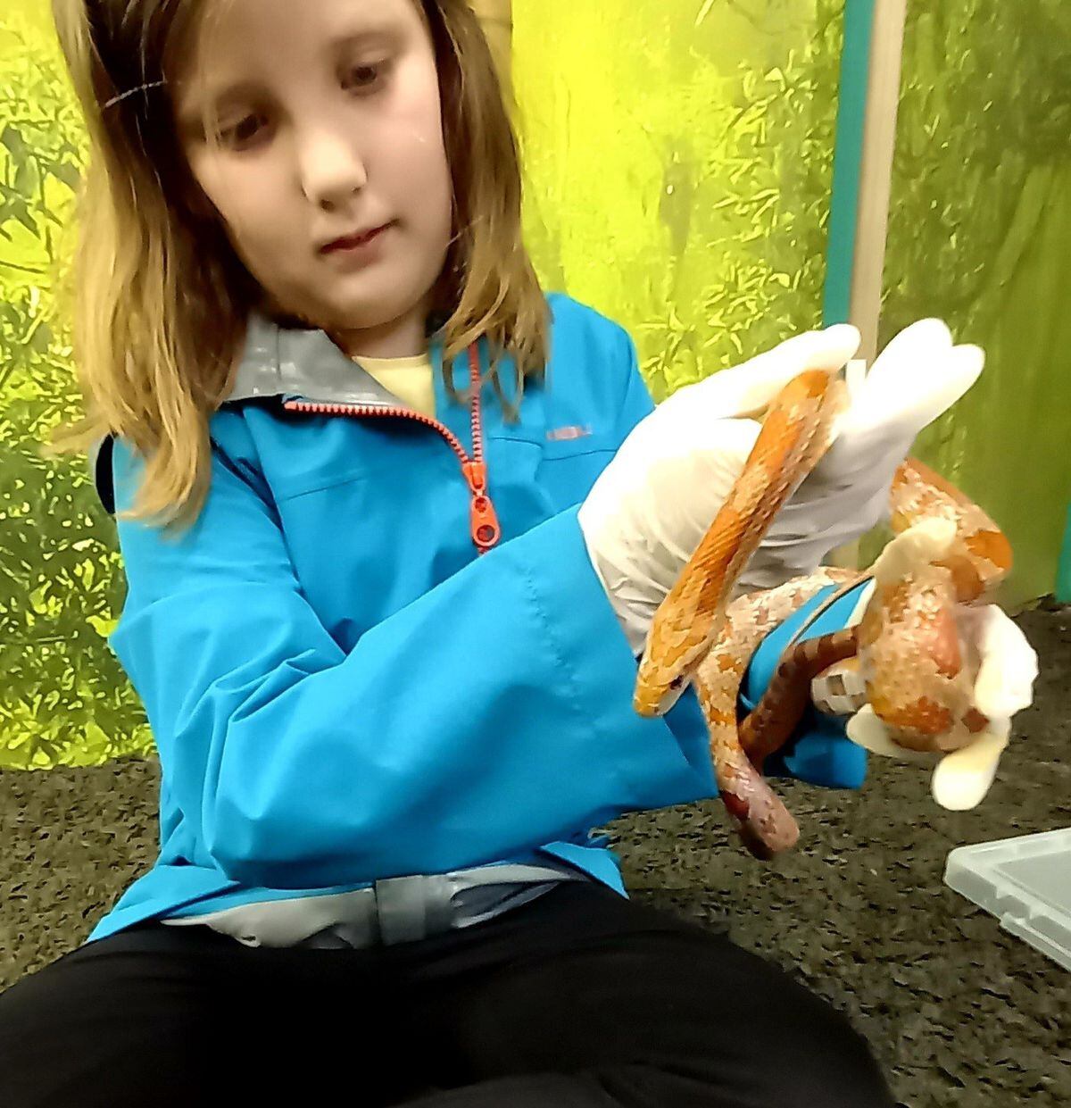 Eleanor with Lasagne the corn snake