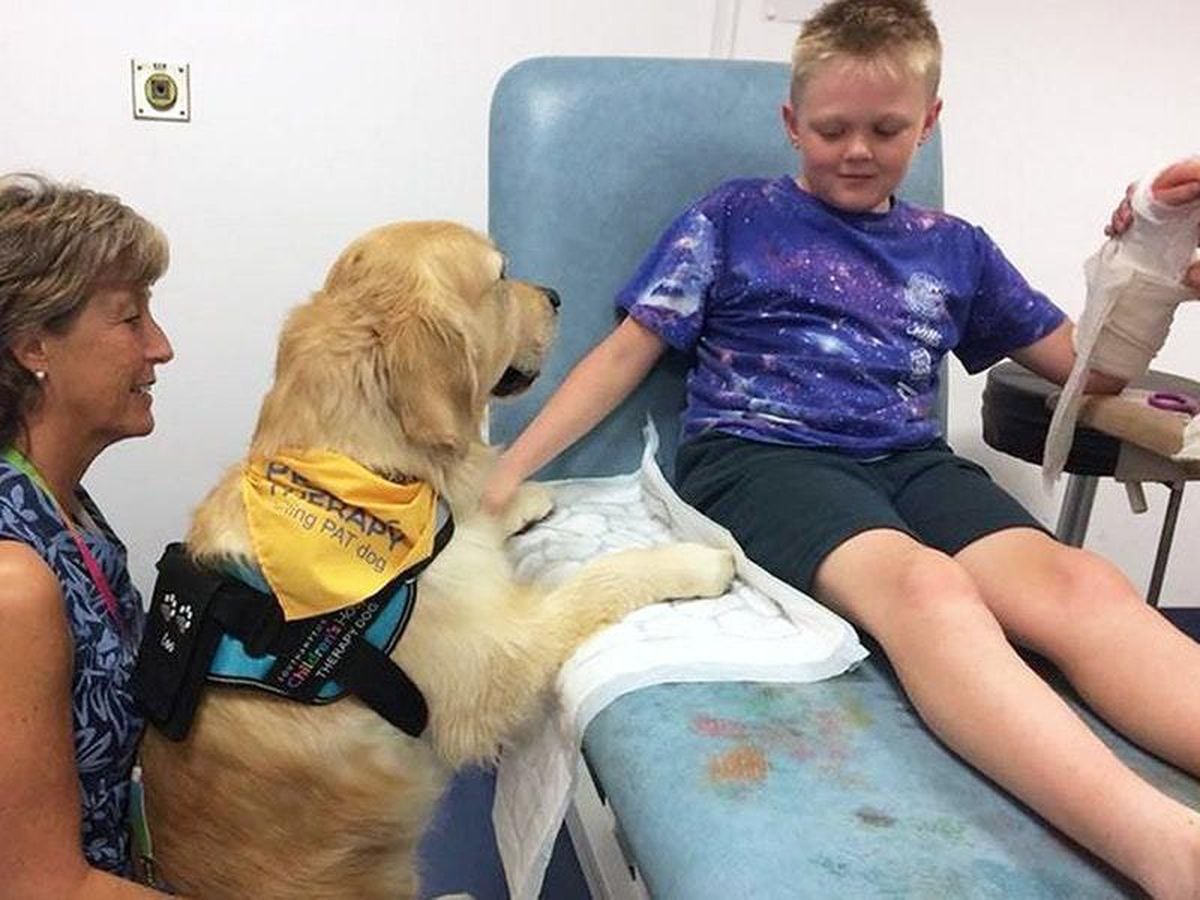 Therapy dogs help youngsters anxiety while in