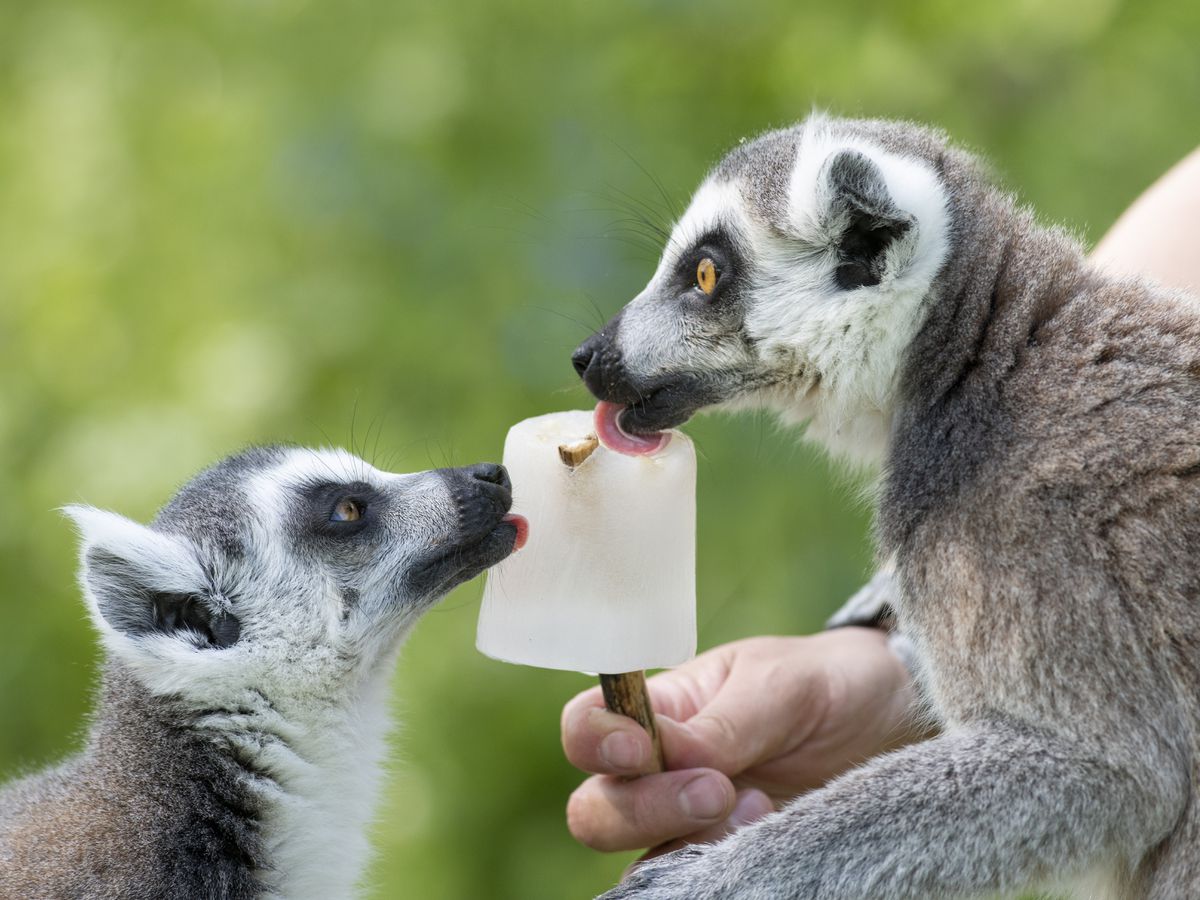 Bakari and Biana the ring-tailed lemurs enjoy an ice lolly treat for the hot weather