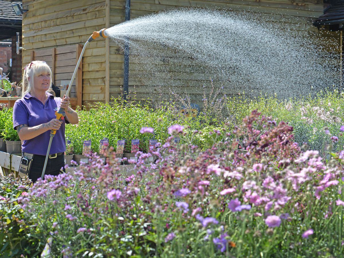 Jo Round is keeping the plants cool and watered at the Hollybush Garden Centre