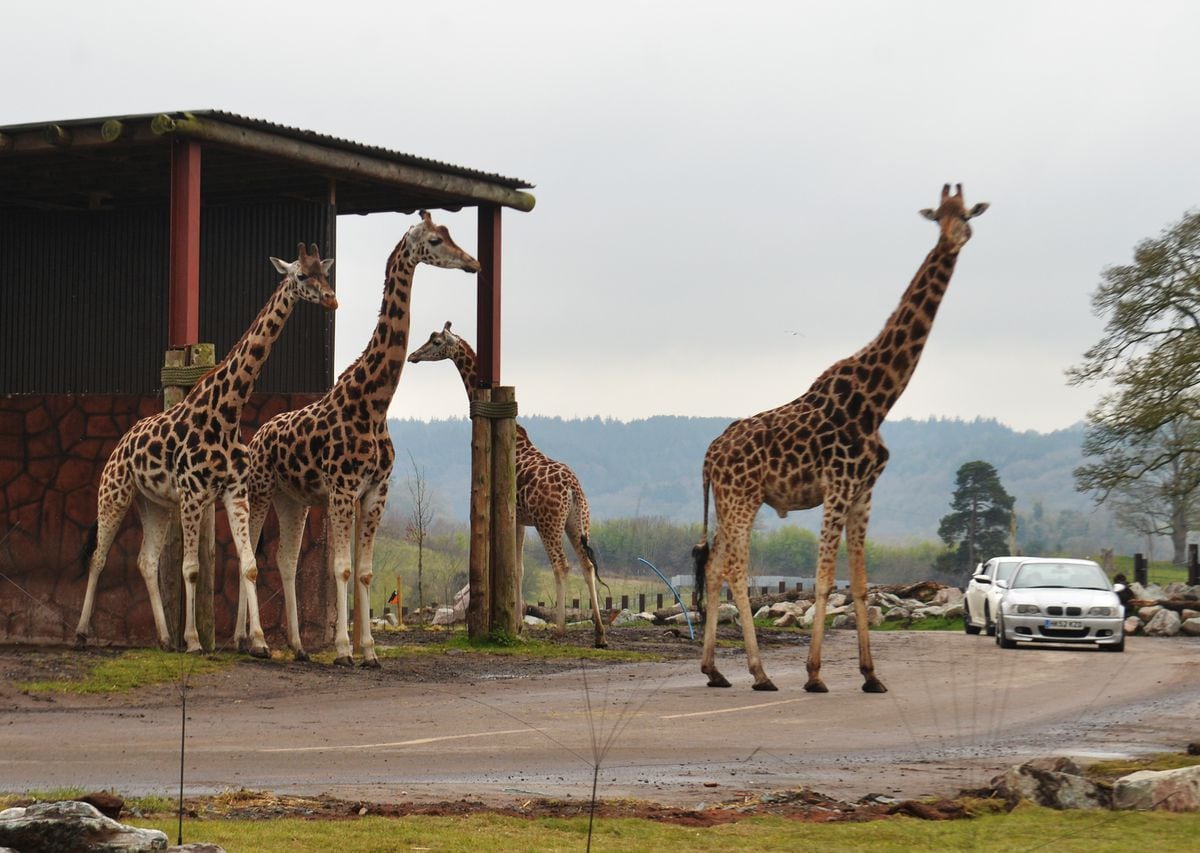 Giraffes at West Midland Safari Park