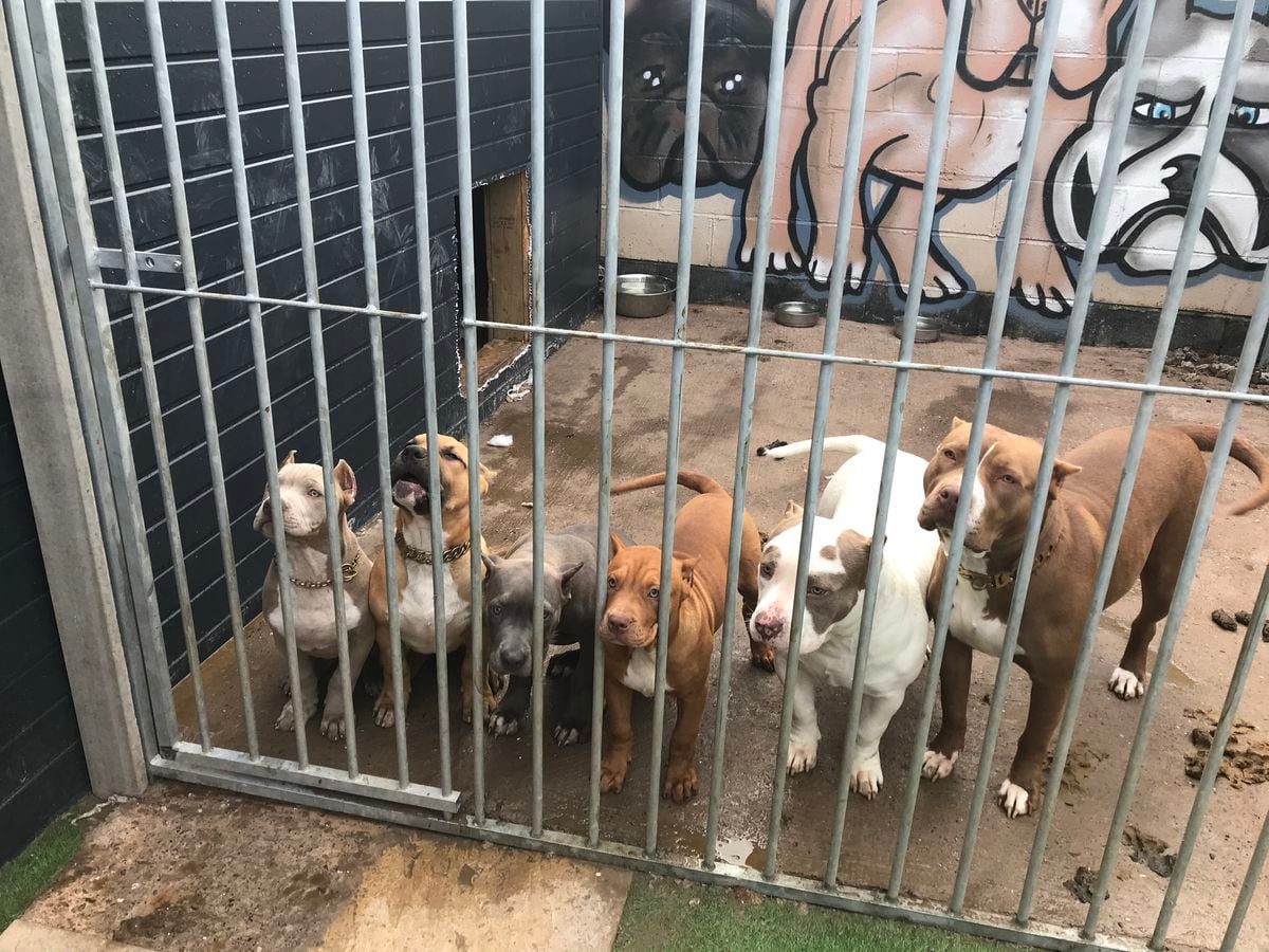 Walsall man banned from keeping animals after puppies' ears cropped |  Express & Star