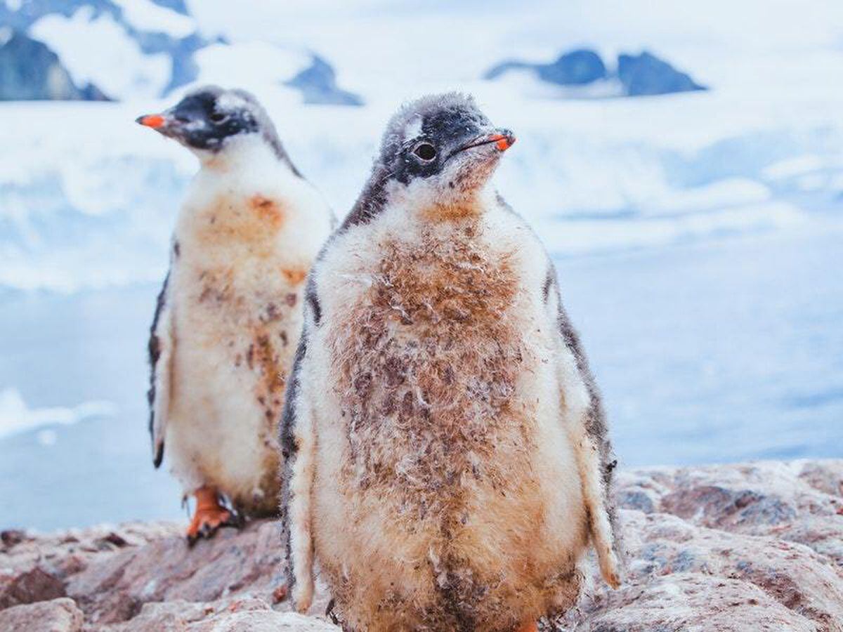 Same Sex Penguin Couple At Sydney Aquarium Successfully Hatch Adopted Egg Express And Star