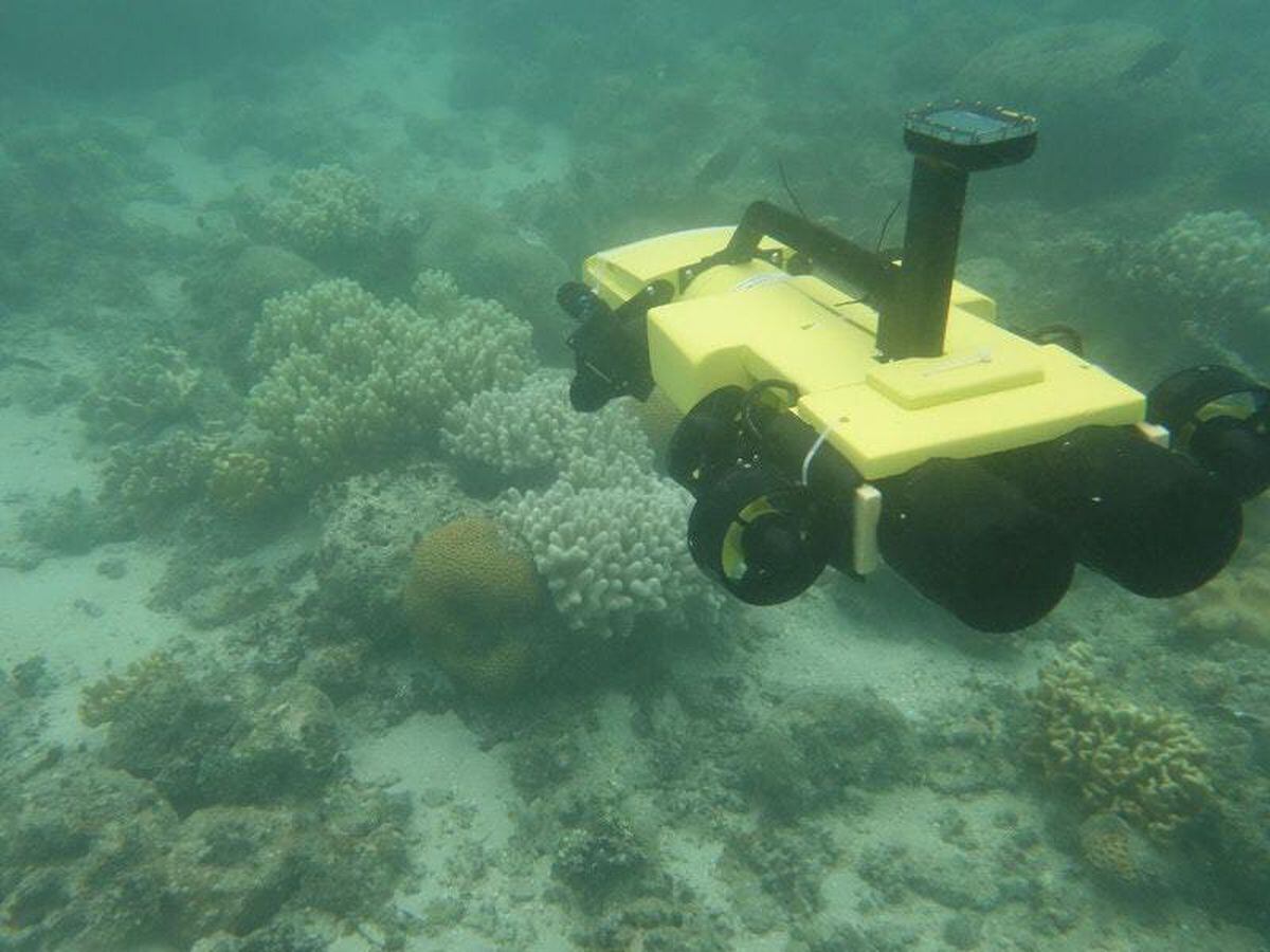 Underwater drones kill crown-of-thorns starfish to protect Great ...