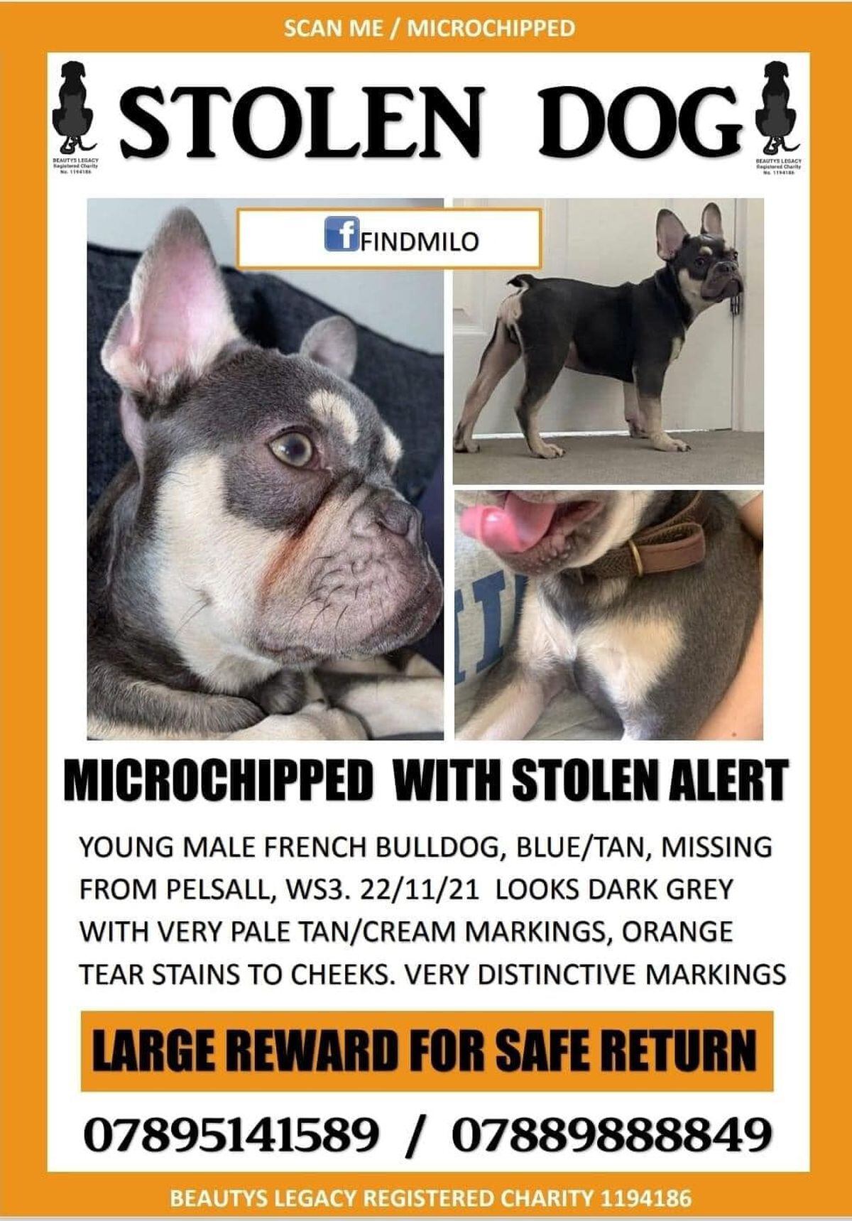 Milo has been missing since November 22