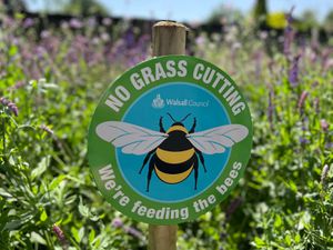 Grass cutting is bad for bees