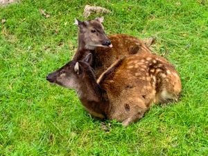 Philippine spotted deer
