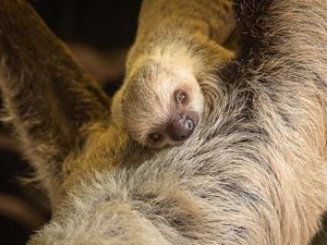 Baby sloth Terry in the arms of his mother Marilyn