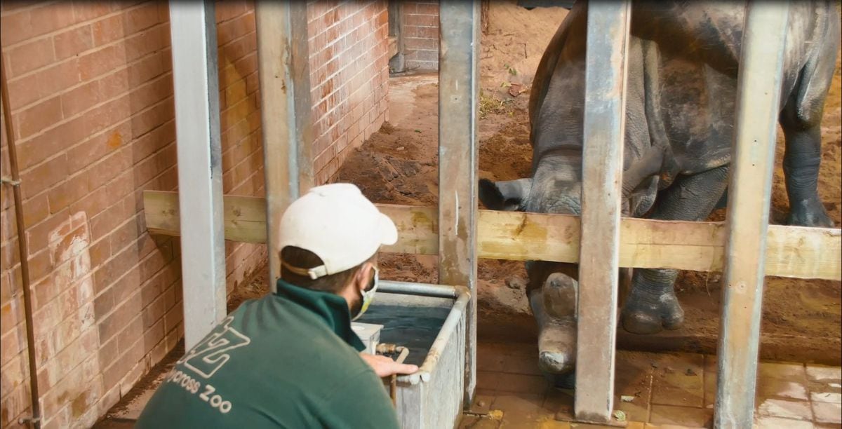A new eastern black rhino has arrived at Twycross Zoo