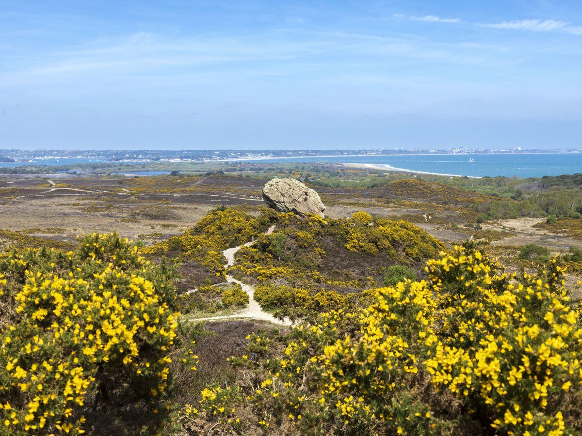 The Purbeck Heaths in Dorset