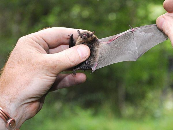 A Daubenton’s bat