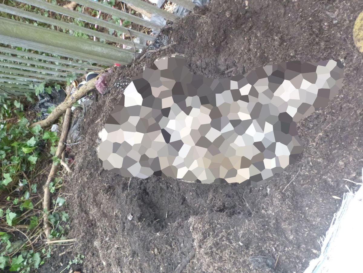 The dog was found in Kingshill Park. We have pixellated it due to the picture's distressing nature. Photo: RSPCA