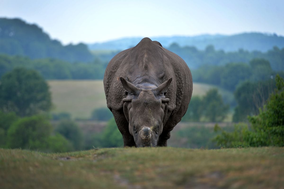 An Asian Rhino out for a walk