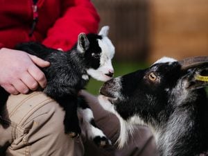 LAST COPYRIGHT SHROPSHIRE STAR JAMIE RICKETTS 05/01/2023 - Two baby goats have been born at Scotty's Donkey & Animal Park near Bridgnorth. In Picture: The baby goats with their Mother, Frankie..
