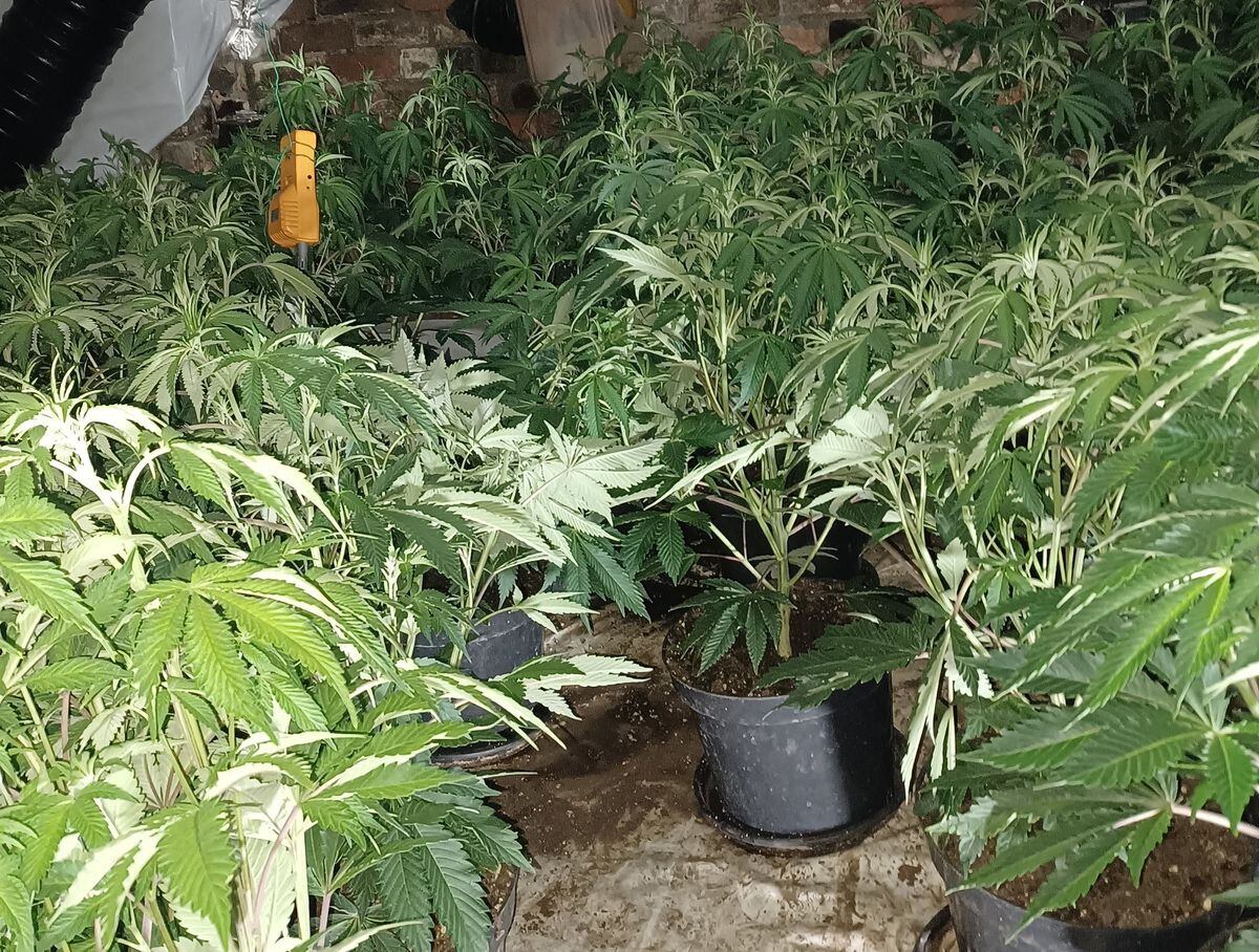 The cannabis farm found in West Bromwich. Photo: @CannabisTeamWMP