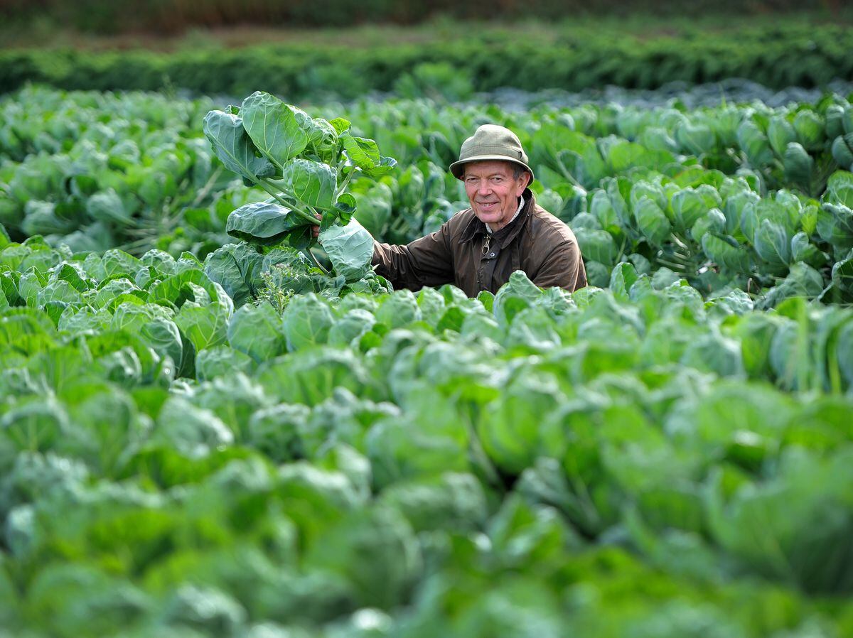 Richard Simkin, propriétaire d'Essington Farm, vérifie son vaste champ de germes alors qu'il s'attend à paniquer pour le dîner de Noël cette année