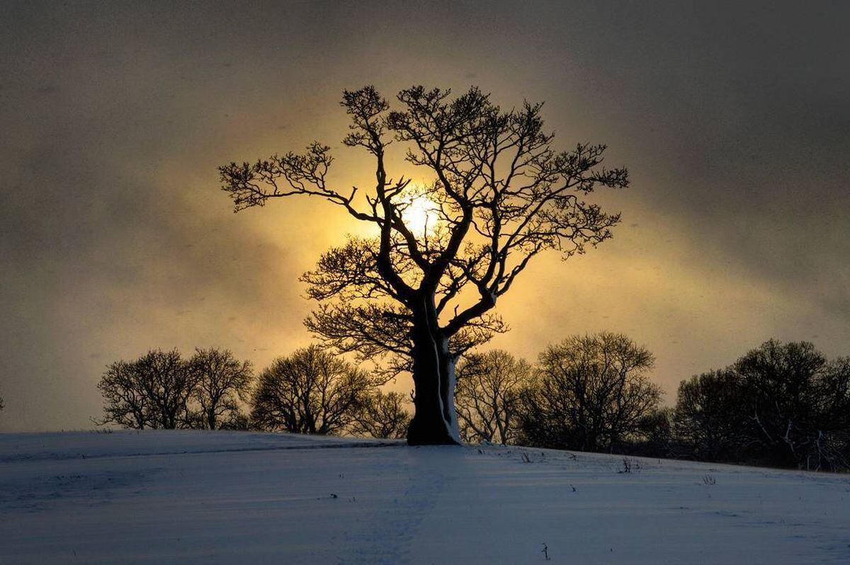 Jamie Brassington captured this tree silhouetted by the winter sunlight at the Sheepwalks in Enville 