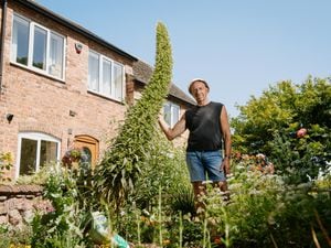 Mike Crump has successfully grown an 11ft Echium biennial shrub, usually found in the Canary Islands, in his garden