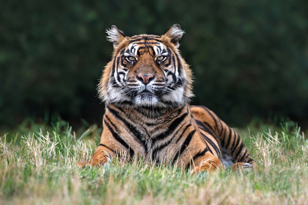 The lodges will offer an overnight stay with the Sumatran tigers