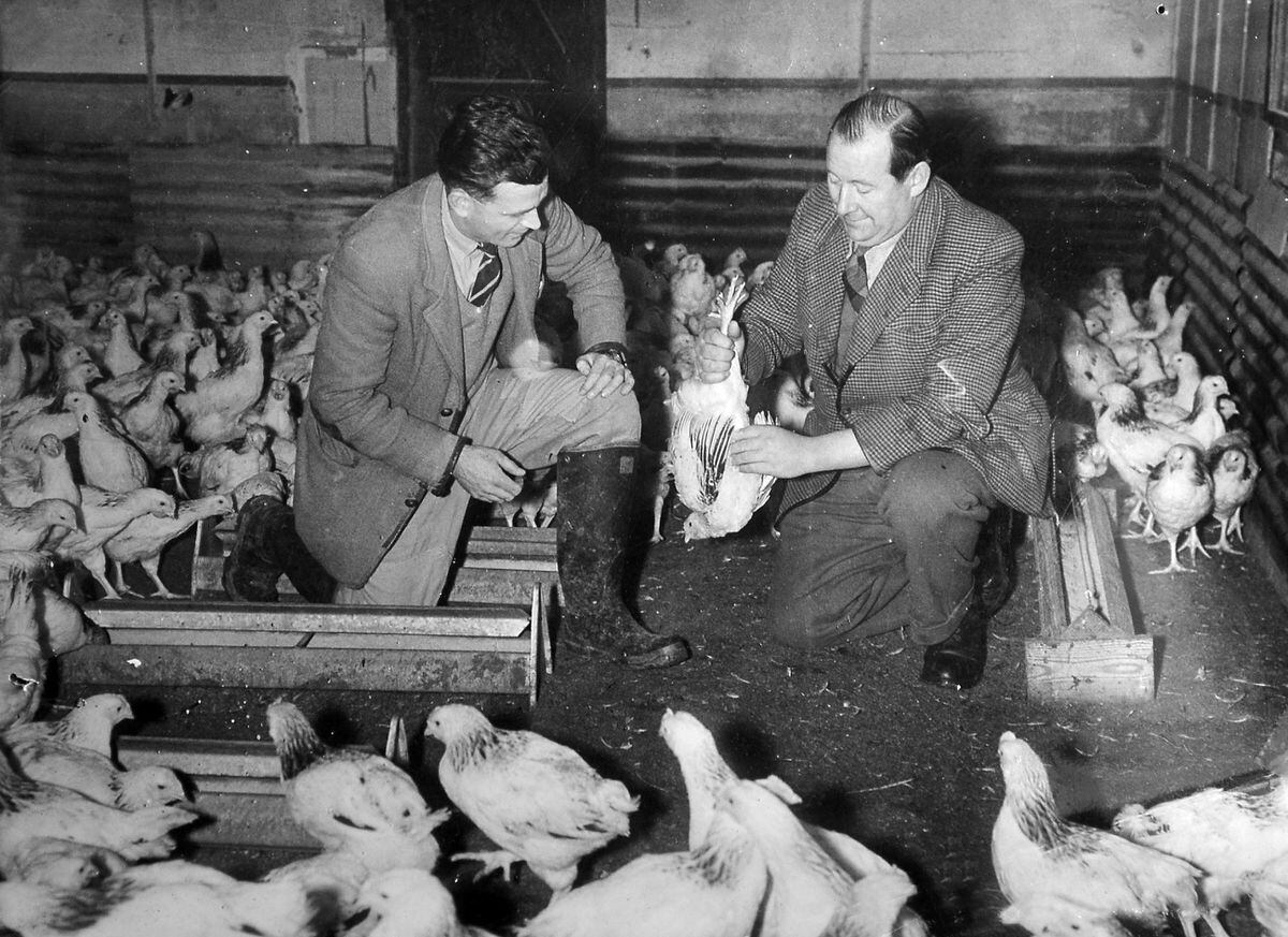 Don Walls, left, and Charlie Wood, lay their plans for a poultry revolution at The Grove in 1956 or early 1957.