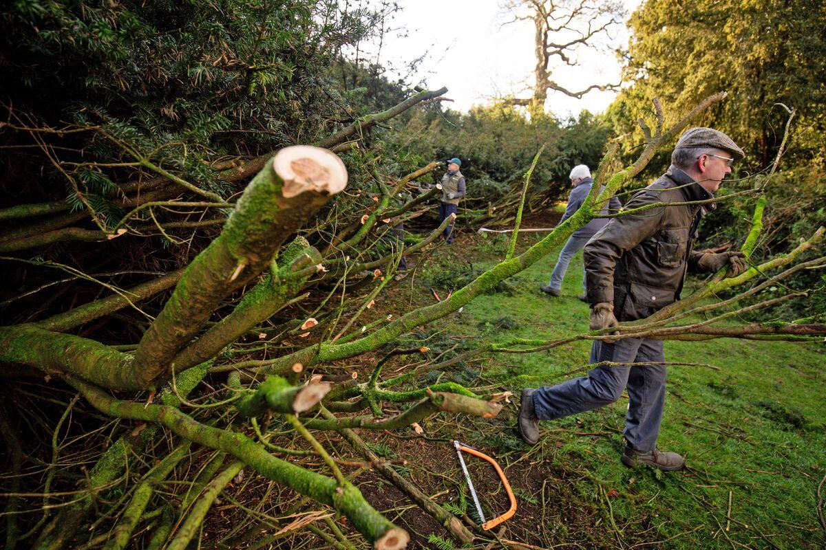 Volunteers taking part in the 'Great Yew' during the annual prune of the yew at the National Trust's Shugborough Estate in Staffordshire. Photo: Jacob King/PA Wire