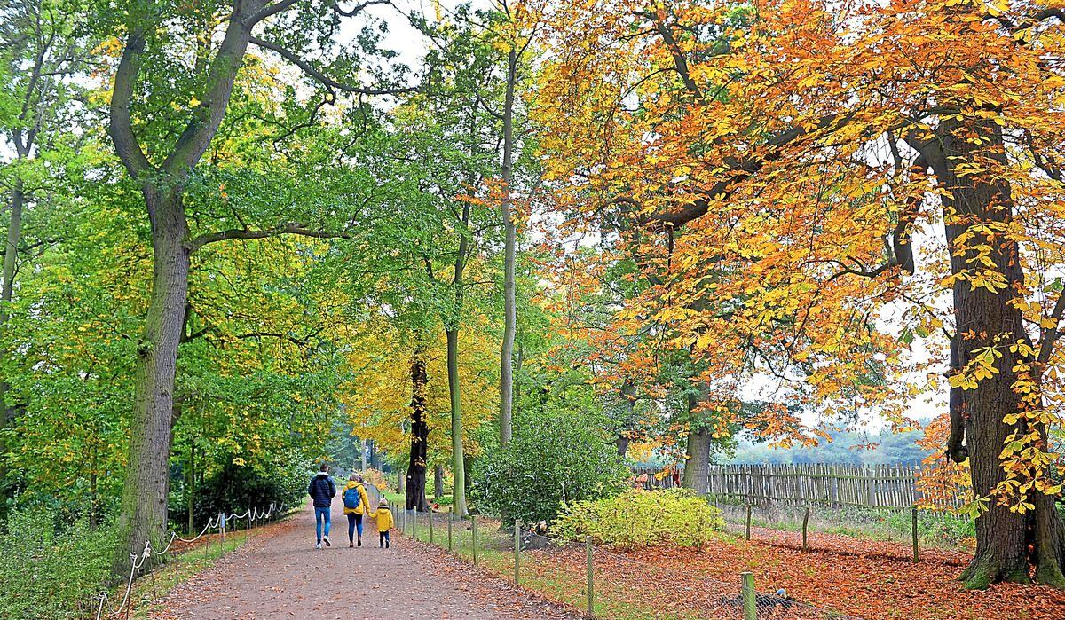 Autumn colours at Attingham Park in 2020