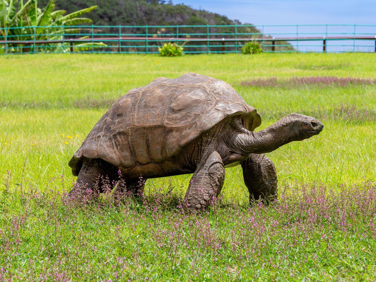 Jonathan the Tortoise, who hatched in the Georgian era, is the oldest known living land animal on Earth. (St Helena/PA)