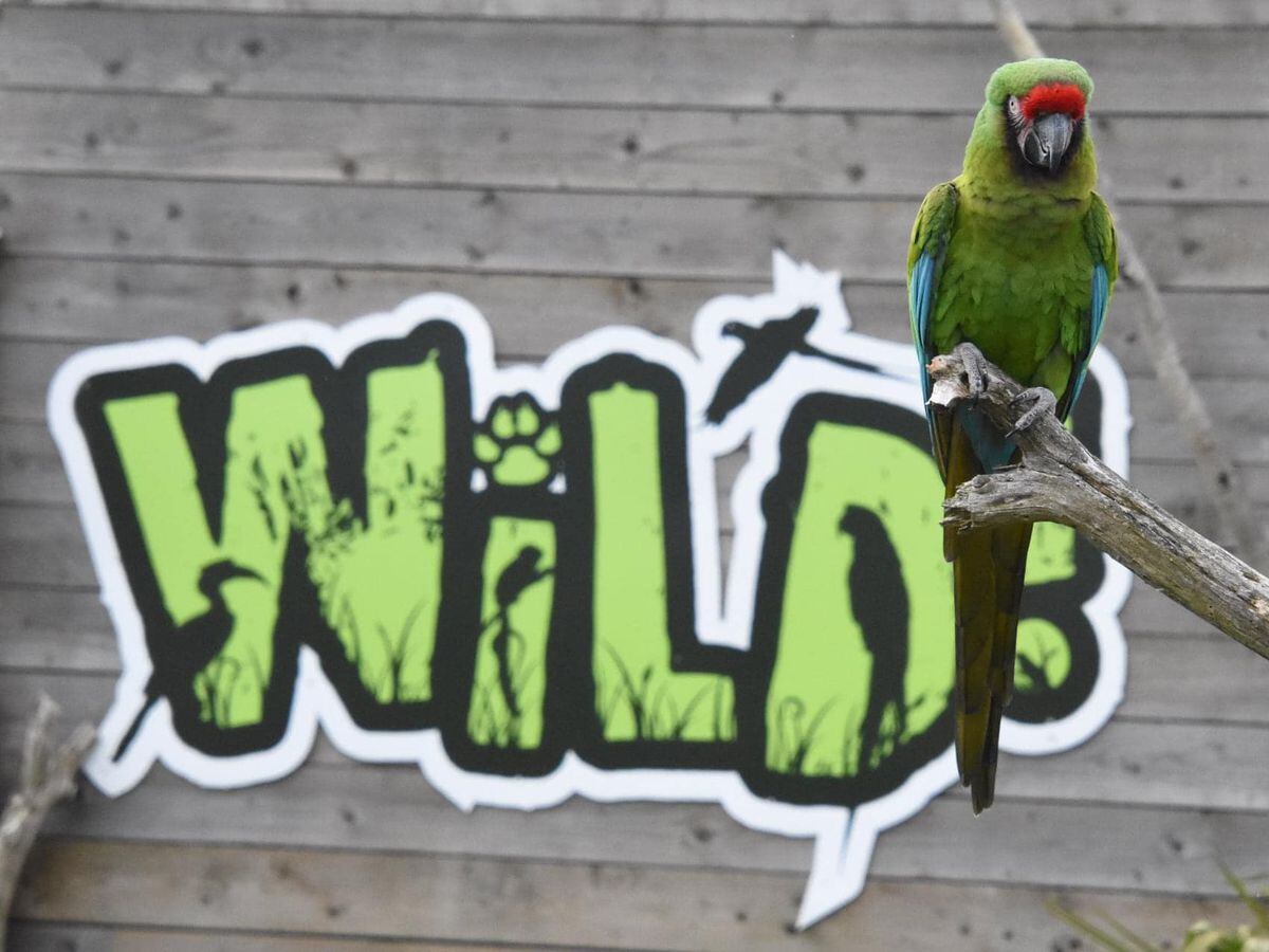 Forest the macaw, who is missing from Wild Zoological Park.