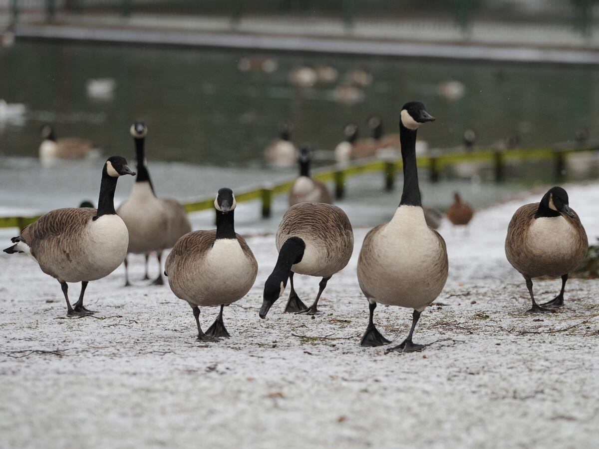 Last month a bird flu prevention zone was declared across Great Britain