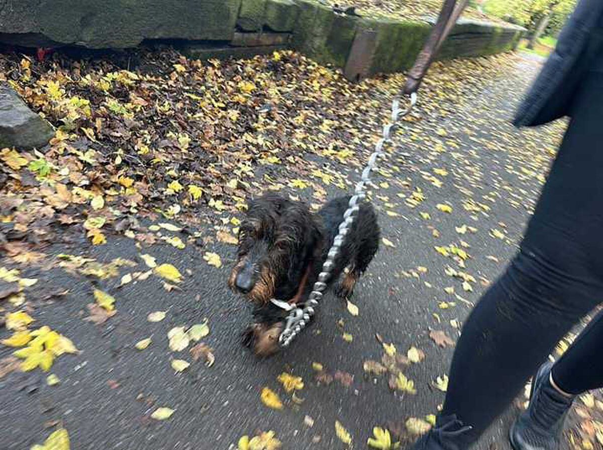 The dog was rescued from a canal in Tipton. Photo: Spotted: Tipton Facebook page.