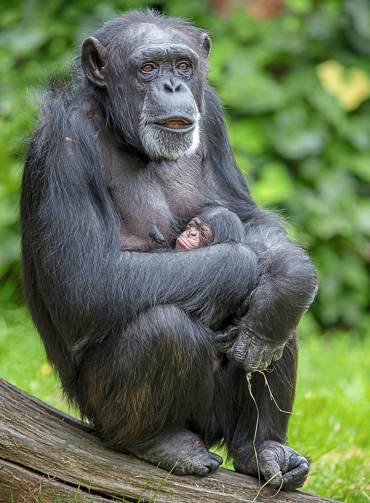 Western chimpanzee Mandy with baby