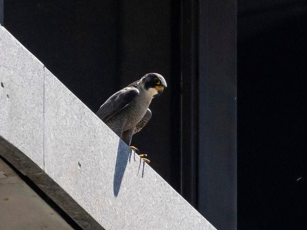 A peregrine falcon looks down from a ledge at 100 S Wacker Drive in the Loop in Chicago