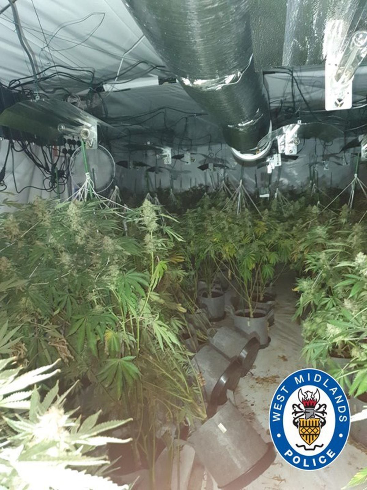 Around 1,000 plants were seized as part of the police raid, with an estimated street value of over £1 million