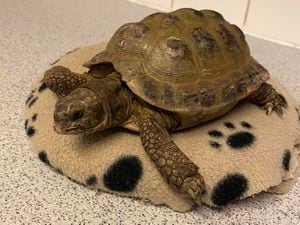 The missing tortoise. Photo: Rosewood Vets